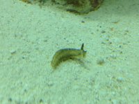 ImageUploadedByReefs1343447441.345871.jpg