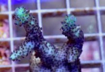reef ready grape juice.jpg