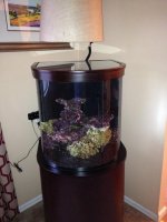 ImageUploadedByReefs1363438813.630579.jpg