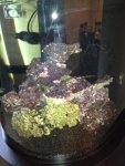 ImageUploadedByReefs1363438843.310910.jpg