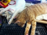 Kitten Not Dead A 1024.jpg