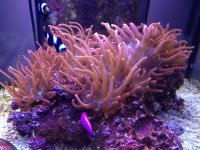 ImageUploadedByReefs1343532225.402510.jpg