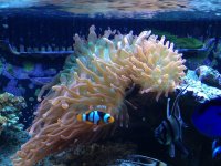 ImageUploadedByReefs1363474368.642440.jpg