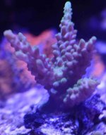 Acropora Frag1.jpg