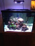 ImageUploadedByReefs1363491629.824153.jpg