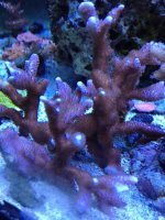 IMG_1417.jpg