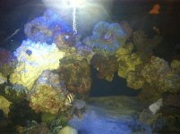 ImageUploadedByReefs1350813042.805560.jpg