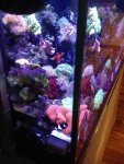 ImageUploadedByReefs1365719152.657919.jpg
