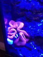 ImageUploadedByReefs1365727123.535848.jpg