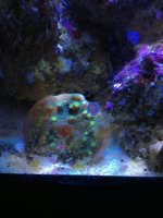 ImageUploadedByReefs1363558116.397658.jpg