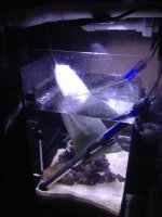 ImageUploadedByReefs1347223719.070840.jpg
