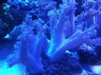 Purple Efflatournia.JPG