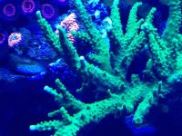 ImageUploadedByReefs1359503944.793594.jpg
