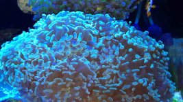 ImageUploadedByReefs1359504024.176834.jpg