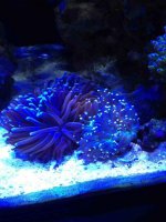 ImageUploadedByReefs1350955689.508470.jpg