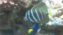 Sailfin Tang.jpg
