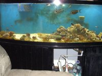 Leola's Naso pair.jpg