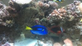 Blue Tand and Tomato Clown.jpg