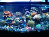 ImageUploadedByReefs1355624954.130051.jpg