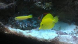 Yellow tang.jpg
