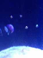 ImageUploadedByReefs1351036733.622237.jpg