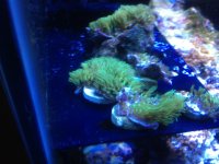 ImageUploadedByReefs1347393333.486257.jpg