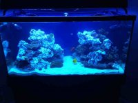 ImageUploadedByReefs1351045067.900917.jpg