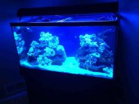 ImageUploadedByReefs1351045078.101643.jpg