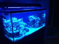 ImageUploadedByReefs1351045092.718358.jpg