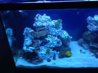 ImageUploadedByReefs1351045126.968598.jpg