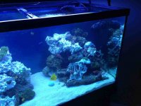 ImageUploadedByReefs1351045137.301843.jpg