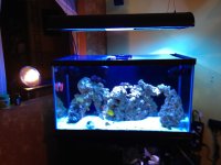 ImageUploadedByReefs1347413693.486950.jpg