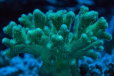 greenpoccilopora.jpg