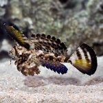 p-89422-fingered-dragonet.jpg