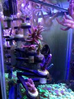 ImageUploadedByReefs1363736803.961734.jpg