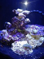 ImageUploadedByReefs1365898922.828523.jpg