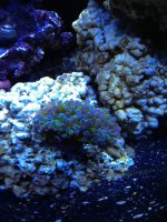 ImageUploadedByReefs1365898941.429089.jpg