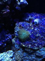 ImageUploadedByReefs1365898964.709530.jpg