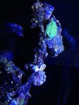 ImageUploadedByReefs1365898983.784157.jpg