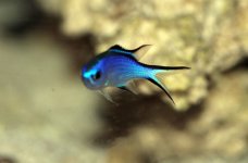 blue_reef_chromis2.jpg