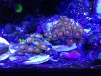 ImageUploadedByReefs1359591527.941612.jpg