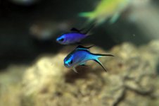 blue_reef_chromis.jpg