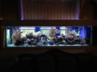 ImageUploadedByReefs1365901611.797802.jpg