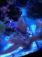 ImageUploadedByReefs1347495196.201588.jpg