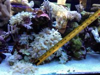 ImageUploadedByReefs1365901637.966711.jpg