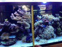 ImageUploadedByReefs1365901654.833939.jpg