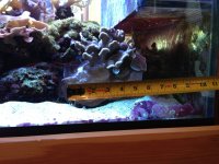 ImageUploadedByReefs1365901666.996836.jpg