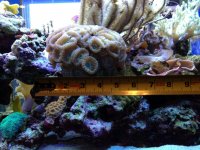 ImageUploadedByReefs1365901679.699773.jpg