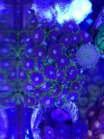 ImageUploadedByReefs1365917974.091819.jpg