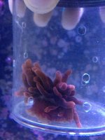 ImageUploadedByReefs1365946376.771375.jpg